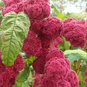 Amaranthus caudatus 'Pony Tails' fleur